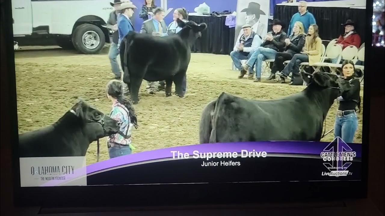 Supreme Junior Heifer, Cattlemens Congress 2024 YouTube