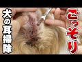 ごっそり！犬の耳掃除をしたらカビがいました… Vol.47