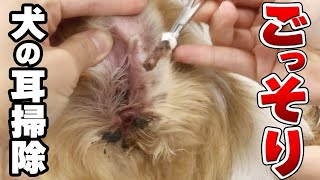 ごっそり！犬の耳掃除をしたらカビがいました… Vol.47