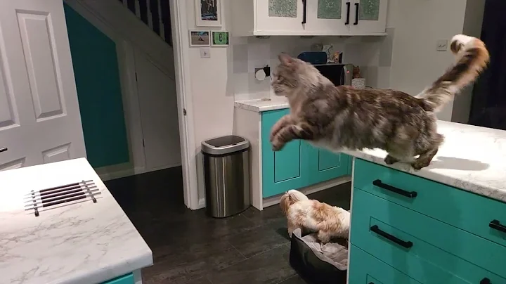 Video 3043291: maine coon jump