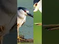Black Crowned Night Heron Call Birds Viralshorts Birdwatching 