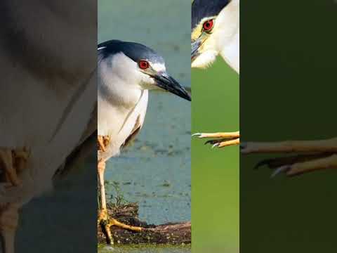 Black Crowned Night Heron Call Birds Viralshorts Birdwatching 
