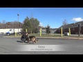 German Shepherd German Shepherd