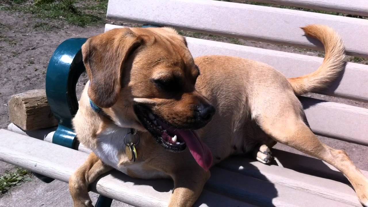 Cherry Beach Dog Park YouTube