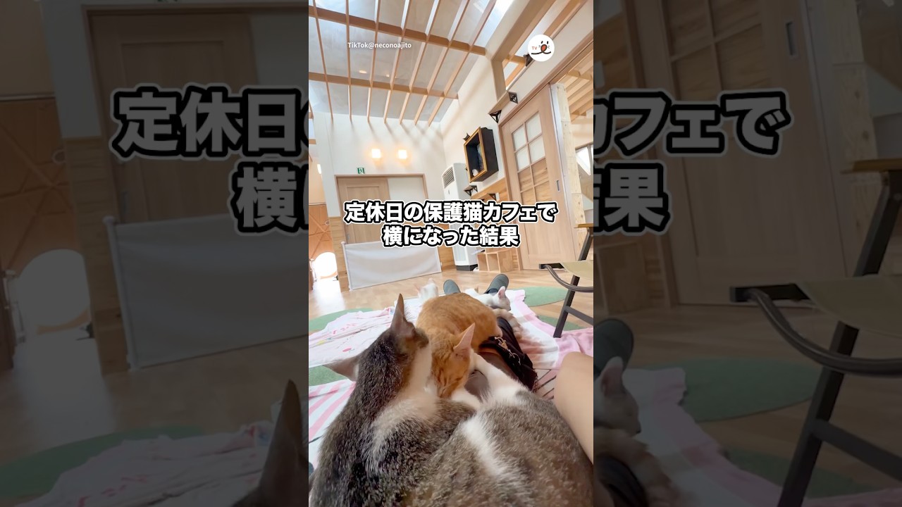 定休日の保護猫カフェで横になった結果…｜PECO