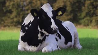 Chewing on grass | house mix
