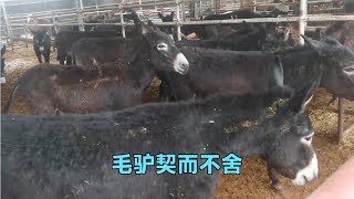 小毛驴契而不舍，一直追在母驴身后 #肉驴, 小毛驴对隔壁的小牛犊很好奇，看了半天 #驴 #毛驴 #马 #肉驴