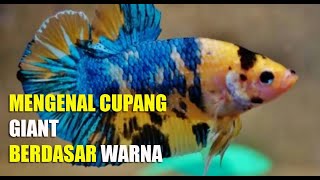 MENGENAL CUPANG GIANT BERDASAR WARNA Part 1