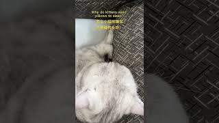 I Like To Sleep On The Pillow Like My Mom~😴| Chef Cat Daily Life #Tiktok #Shorts