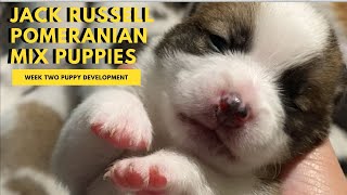 Jack Russell Pomeranian Mix Puppies  Week 2 Development