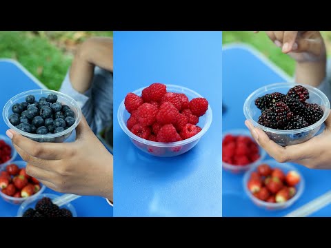 Video: Apakah raspberry biru rasanya seperti raspberry?