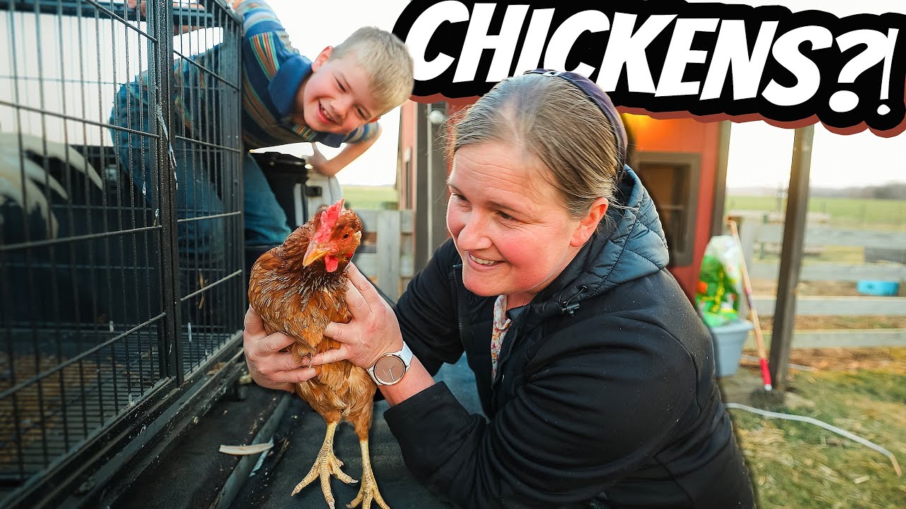 DITL: NEW CHICKENS and a NEW MILESTONE - YouTube