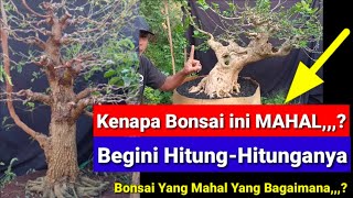 INILAH KENAPA HARGA BONSAI ITU MAHAL