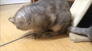 Which Type Are You ?