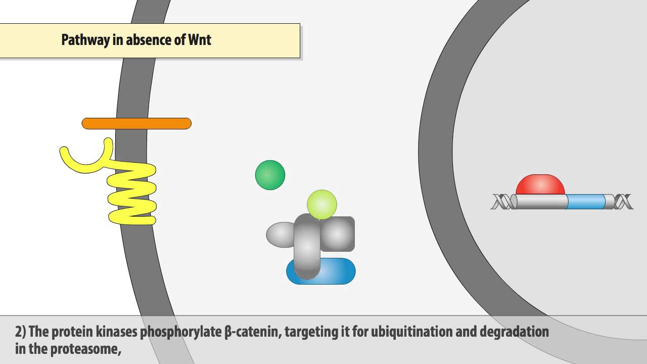 The Wnt/β-catenin signaling pathway - YouTube