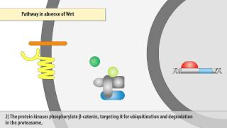 The Wnt/β-catenin signaling pathway