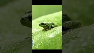 Learn Animal Names in English | First Words For kids  #toddlerlearning #english #kids #parents