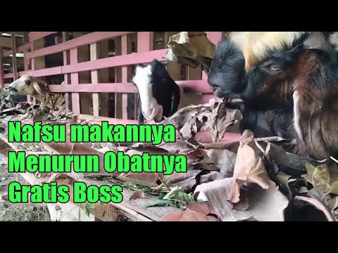 Cara Kambing Makan