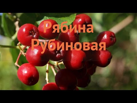 Рябина обыкновенная Рубиновая (sorbus rubinovaya) 🌿 обзор: как сажать, саженцы рябины Рубиновая