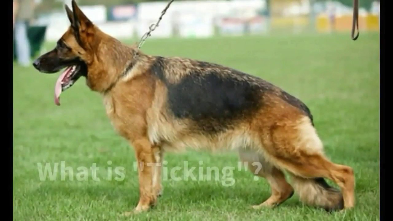 Fading white hair on German Shepherd's 