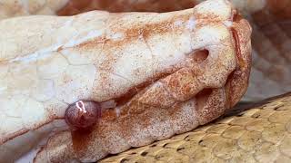 Famous Why didn't my Blood Python turn RED??? Profile