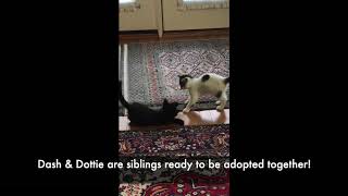 Dash & Dottie by CARE - Cat Adoption & Rescue Efforts, Inc 198 views 4 years ago 31 seconds