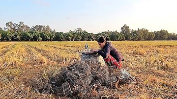 Vợ Chồng Miền tây Bẫy Chuột Theo đường mòn Đồng Lúa Cắt #dândãđồngquêtv