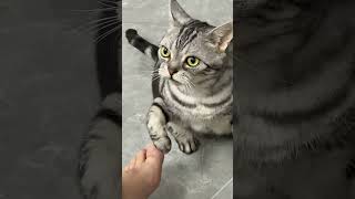 Is this kitten biting for real or just play-biting?  #cat #catbite #funnycats #funnyshorts