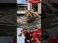 10 Plantes Toxiques Pour Les Chats Partie 1 2 10 Plantes Toxiques Pour Les Chats Partie 1 2