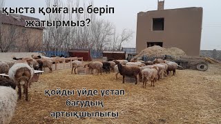 Қыста қойға не беріп жатырмыз? | қойға күтім | қошқарға шолу