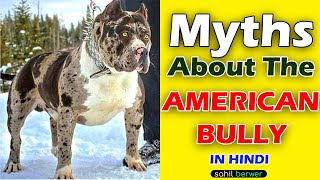 Myths About American Bully Dog || Myths About American Bully You Should Know : SAHIL BERWER