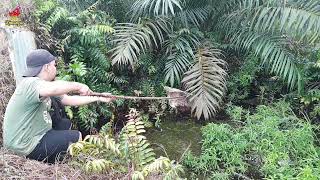 Set fish traps baited with oil palm fruit | Pasang perangkap ikan umpan buah kelapa sawit dirawa ‼️