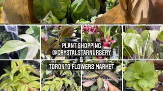 Plant shopping @ Crystal Star & The Toronto Flower Market(Hoya, orchid, tulip, Pennies, Monstera)