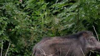 Suara babi hutan 100% medekat