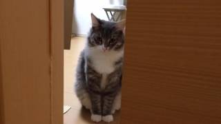 ガラス越しに遊ぶ猫 ノルウェージャンフォレストキャット Cat play in through the glass. Norwegian Forest Cat.