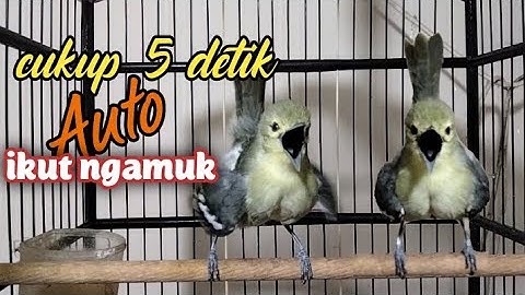 cara menaikan birahi dan emosi sirtu malas bunyi?..cukup putar video ini. di jamin Ampuh!!