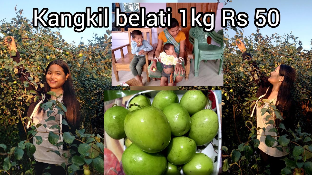 Kangkil Belati Kg 50 manengaha raechimbo toa dakpile chia🥰😍Biap de Daram Tekalang 