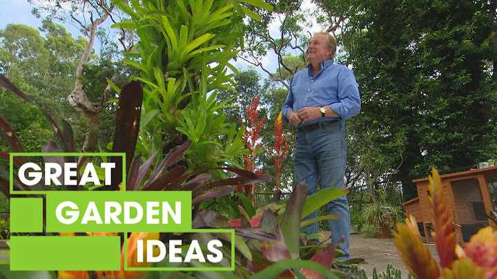 How to Grow Bromeliads | GARDEN | Great Home Ideas - DayDayNews