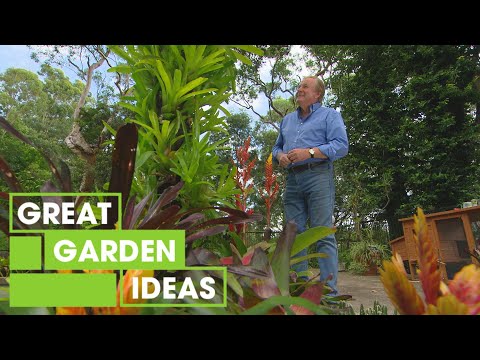 Video: Bromeliad plants: overview, features, care and requirements