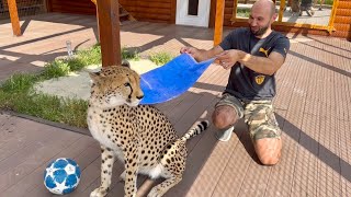 Cheetah is a superhero! We found something for Gerda to save her from the heat.