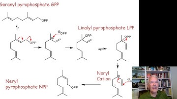 Terpene Biosynthesis