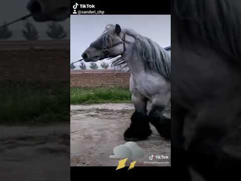 Видео: Как приручить лошадь (с иллюстрациями)