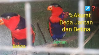 Perbedaan Burung Nuri Kepala Hitam/Nuri Papua Jantan dan Betina#Nurikepalahitam#paruhbengkok