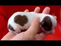 TOP 10 DOG BREEDS THAT HAVE THE CUTEST PUPPIES