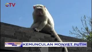 Kemunculan Monyet Putih, Warga Bali Gelar Doa Minta Pertanda Baik #BIP 08/08