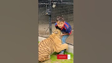 Naughty Kid Wants to Play with Bengal Tiger #Nouman_Hassan_| #funnyvideos #viral #video (1080p60)