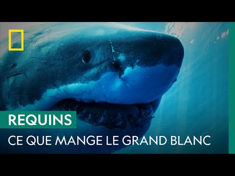 Le régime alimentaire