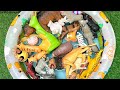 Discovery Farm & Wild Animal : Meet Wild Animals and Learn with Fun