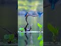 Kingfisher’s Deadly Dive! 😱🐦 #shorts
