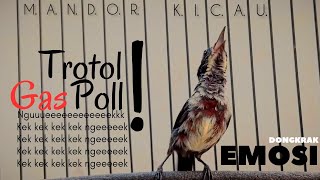 pancingan Burung Konin trotol gacor emosi untuk kolibri ninja bahan @mandorkicau